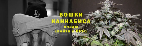 сатива Новозыбков