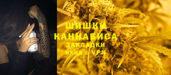 сатива Новозыбков