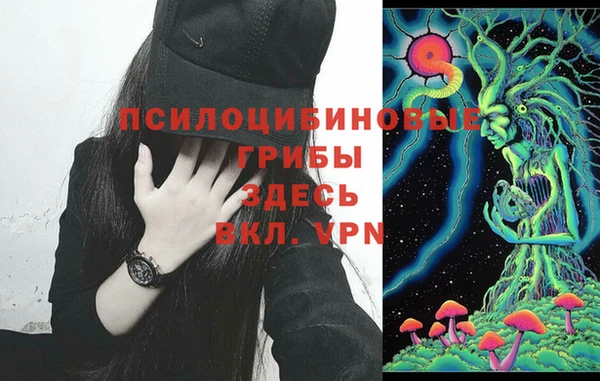 сатива Новозыбков